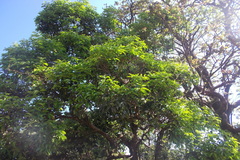 Acronychia pedunculata